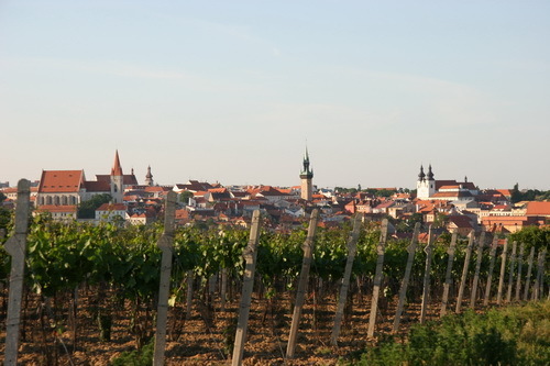 Znojmo s vinohrady z Kraví Hory