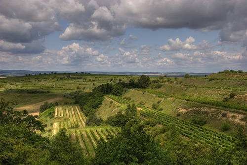 Vinice v okolí Lampelbergu